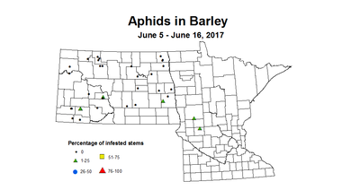 barley aphids 6 5 6 16