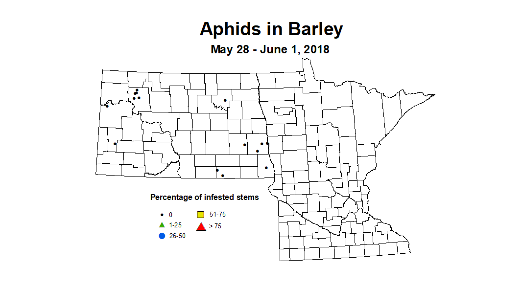 barley2018 aphidstill 5.28 6.1
