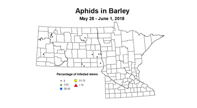 barley2018 aphidstill 5.28 6.1