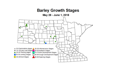 barley2018 zgs 5.28 6.1