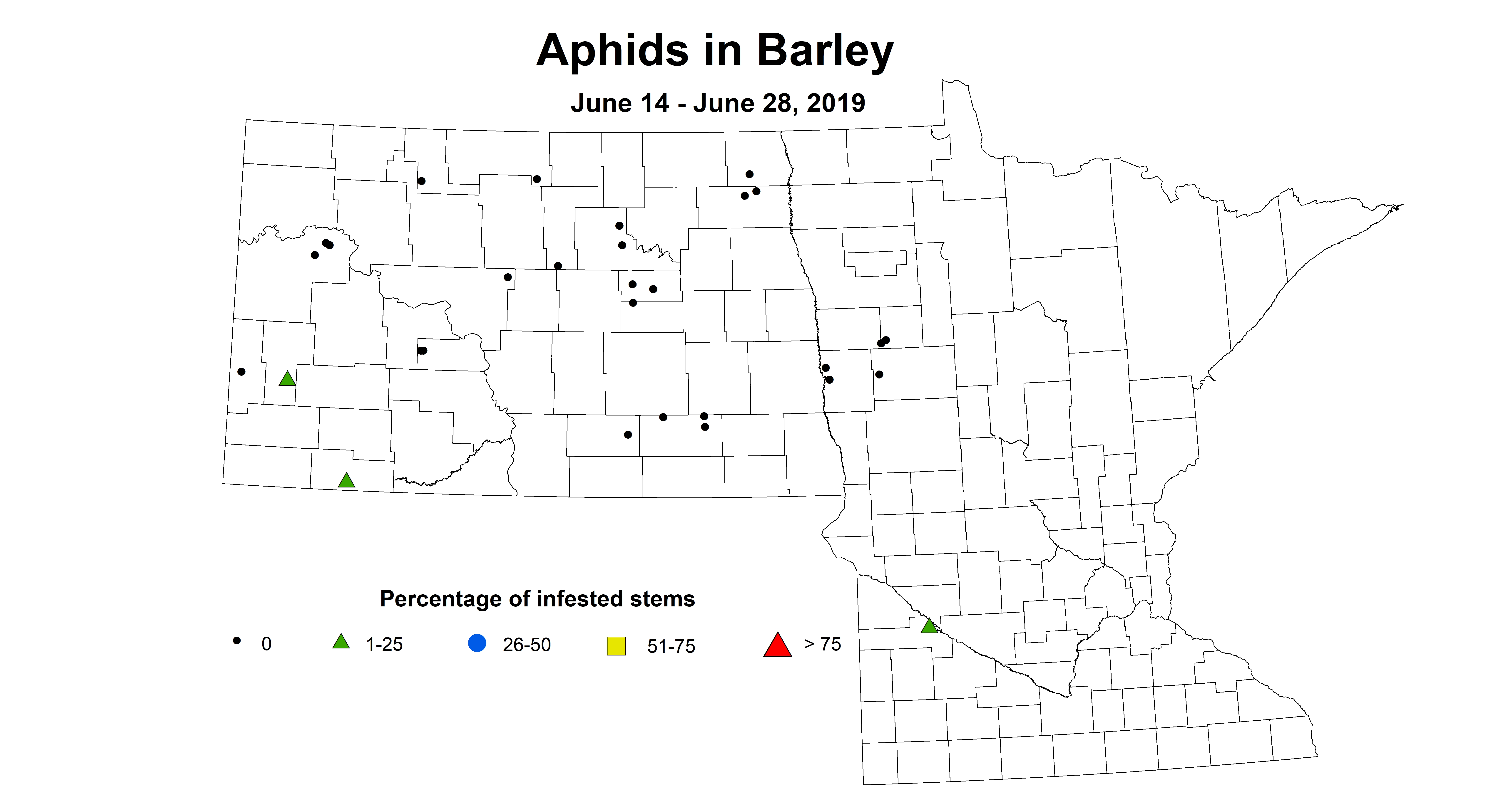 barley aphid