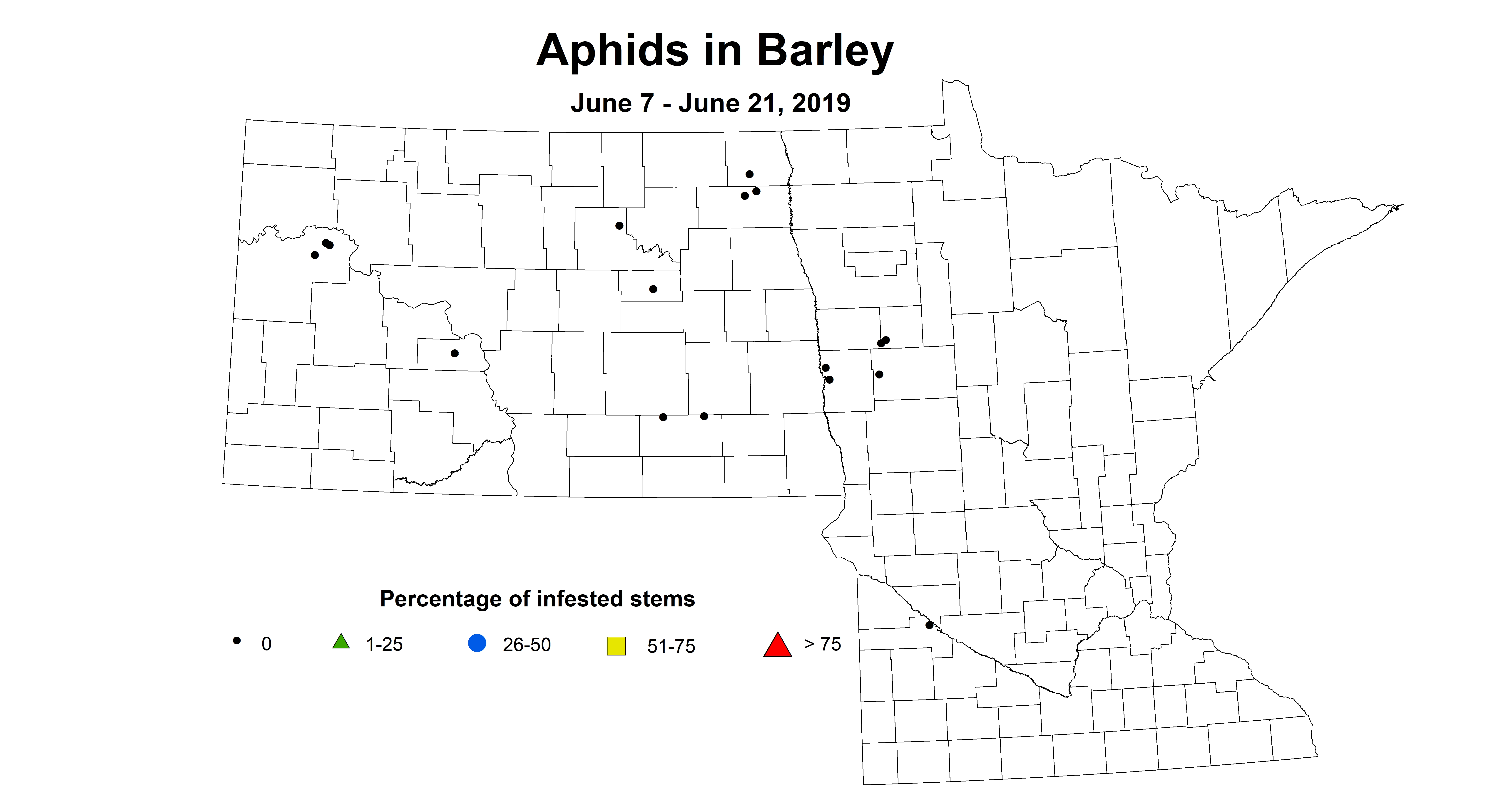 barley aphid