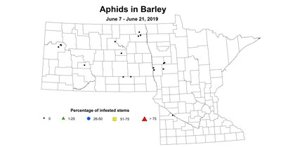 barley aphid