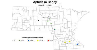 barleyAphids6.1 6.11