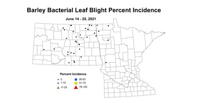 barleyBacterialLeafBlight 6.14 6.25