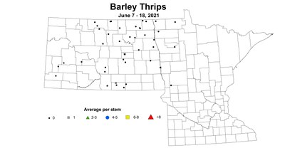 barleyThrips 6.7 6.18