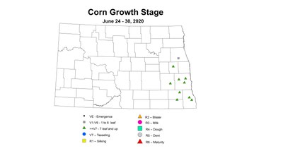 corn zgs June24 30