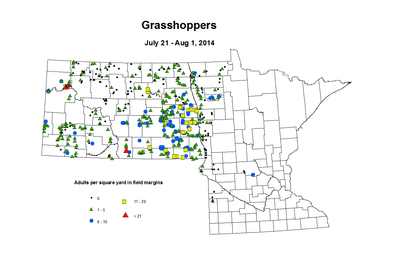 7 21 8 1 Grasshopper Adults