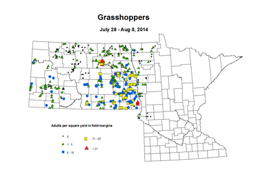 7 28 8 8 Grasshopper Adults