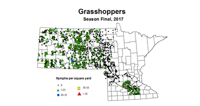 grasshoper nymph season 2017