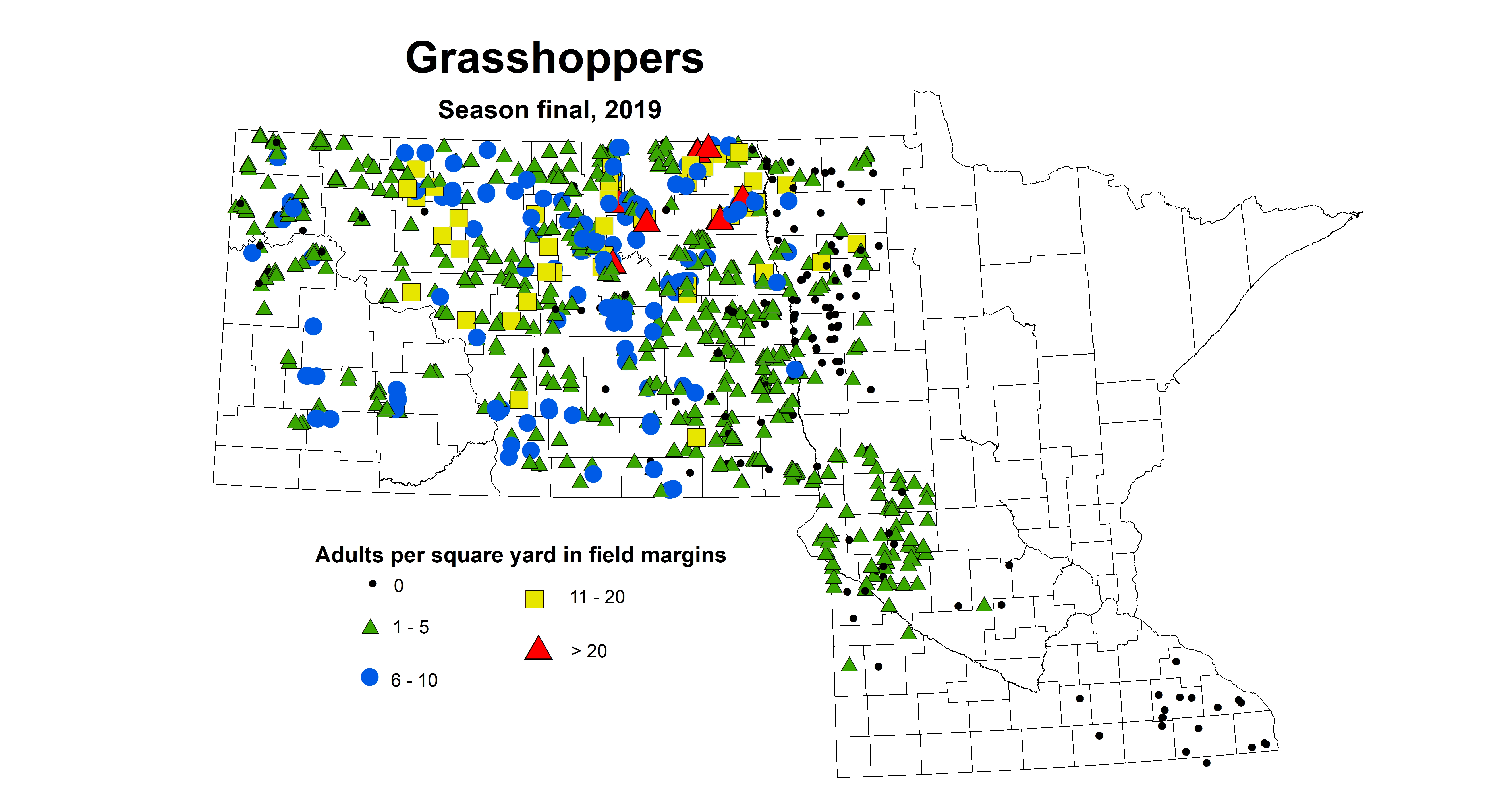 adult grasshopper season2019