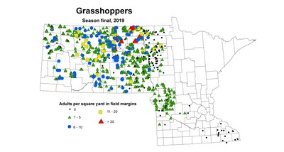 adult grasshopper season2019