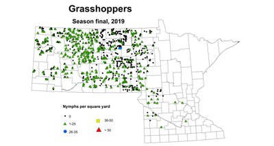nymph grasshopper season2019