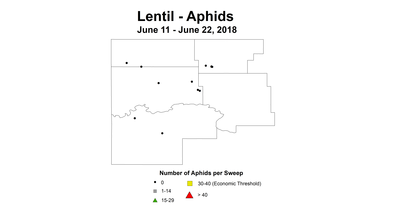 aphid