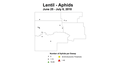 aphid