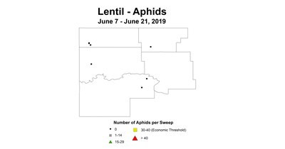 aphid
