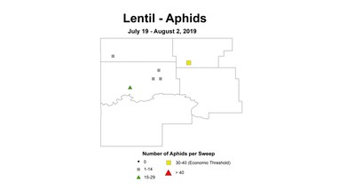 aphid