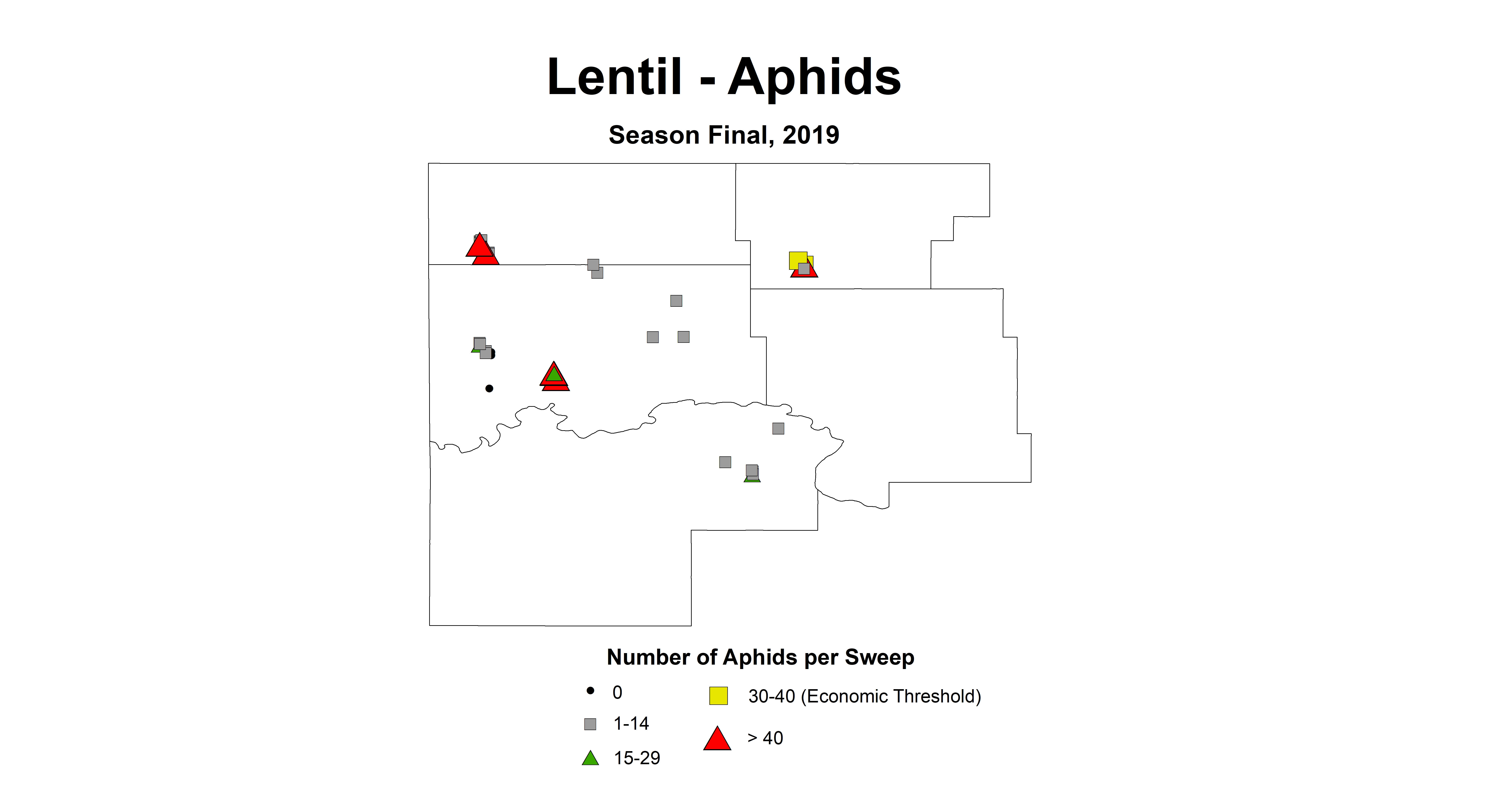 aphid