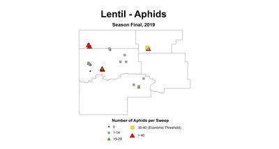 aphid