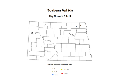 5 26 6 6 Soybean Aphids Average Per Plant
