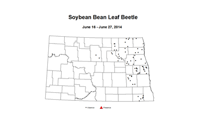 6 16 6 27 Soybean Bean Leaf Beetle