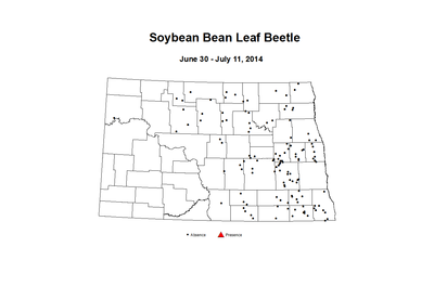6 30 7 11 Soybean Bean Leaf Beetle