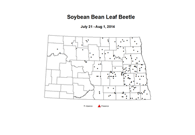 7 21 8 1 Soybean Bean Leaf Beetle