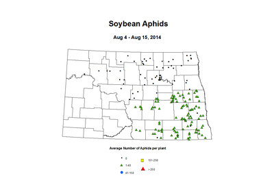 8 4 8 15 Soybean Aphids Average Per Plant