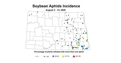aphid incidence