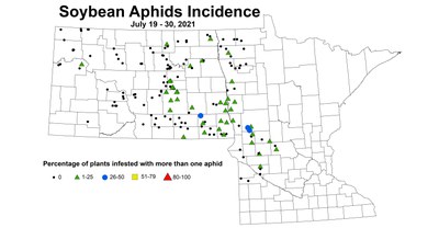 aphidIncidence