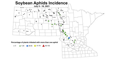 aphidIncidence