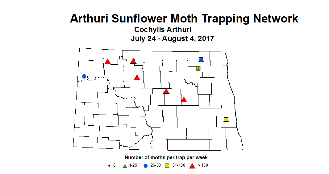 sunflowerInsectTrap arthuri 7 24 8 4 2017