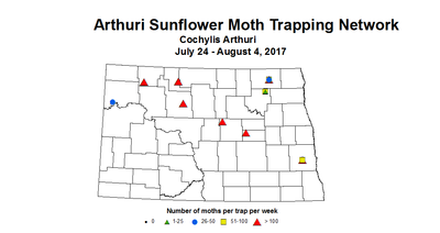 sunflowerInsectTrap arthuri 7 24 8 4 2017