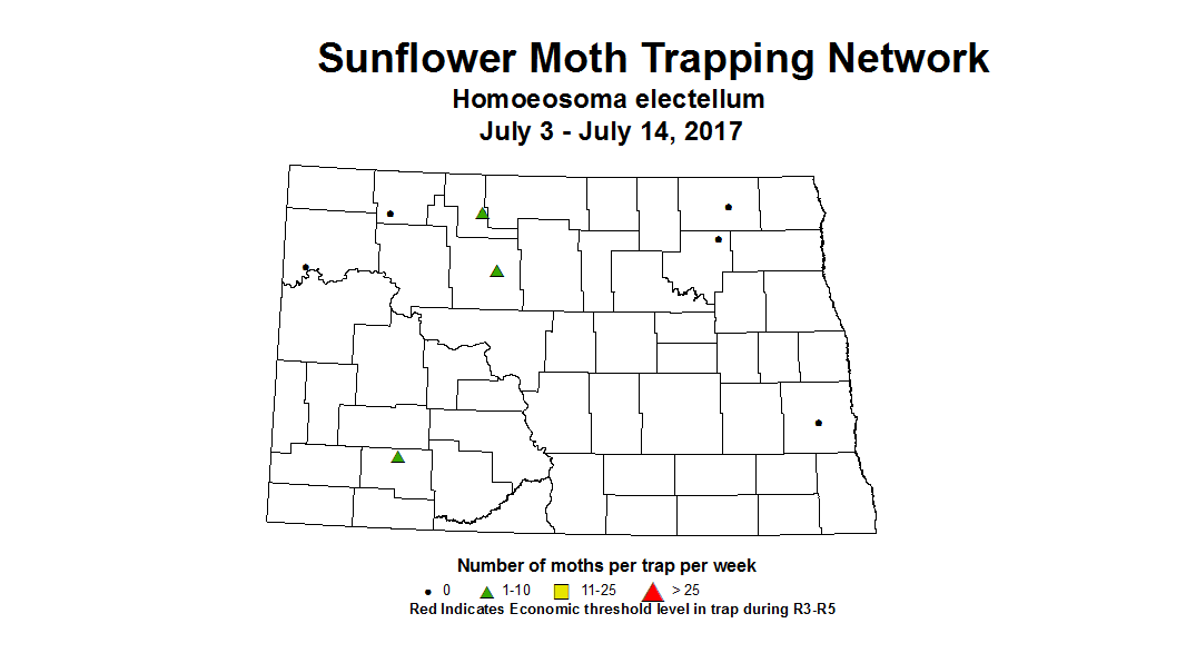 sunflowerInsectTrap sfmoth 7 3 7 14 2017