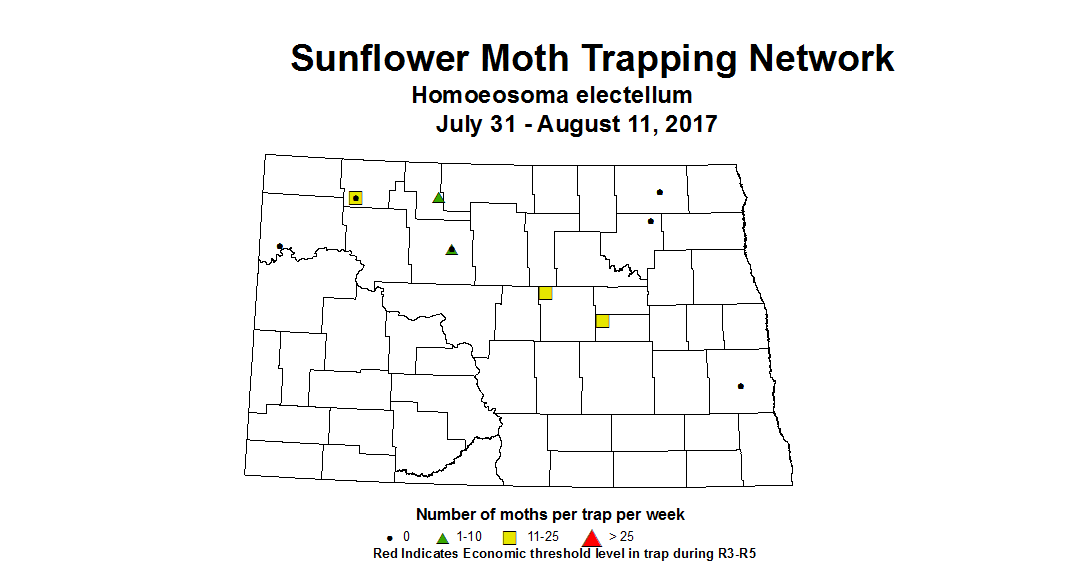 sunflowerInsectTrap sfMoth 7 31 8 11 2017