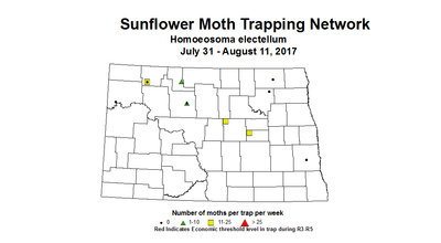 sunflowerInsectTrap sfMoth 7 31 8 11 2017