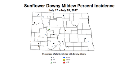 sunflower mildew 7 17 7 28 2017