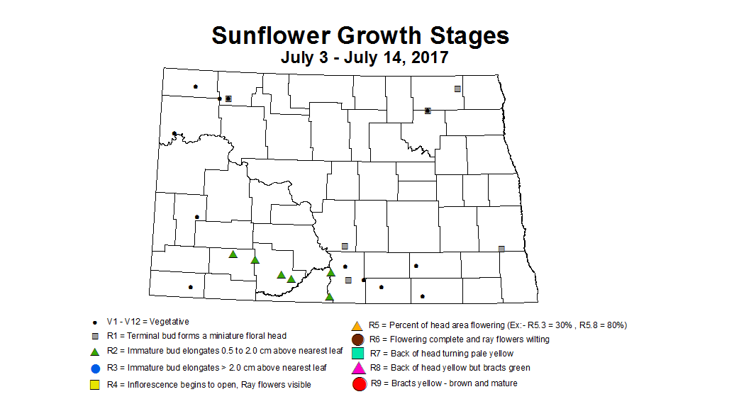 sunflower zgs 7 3 7 14 2017
