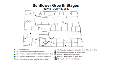 sunflower zgs 7 3 7 14 2017
