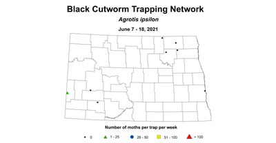 wheatInsectBlackCutworm 6.7 6.18