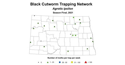 cutworm