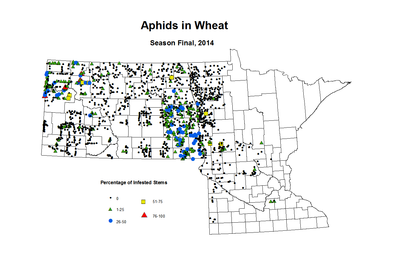 2014 Season Final Wheat Aphid Tillers