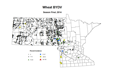 2014 Season Final Wheat BYDV