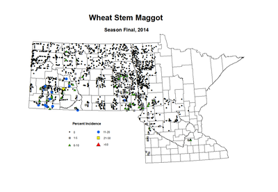 2014 Season Final Wheat WS Maggot