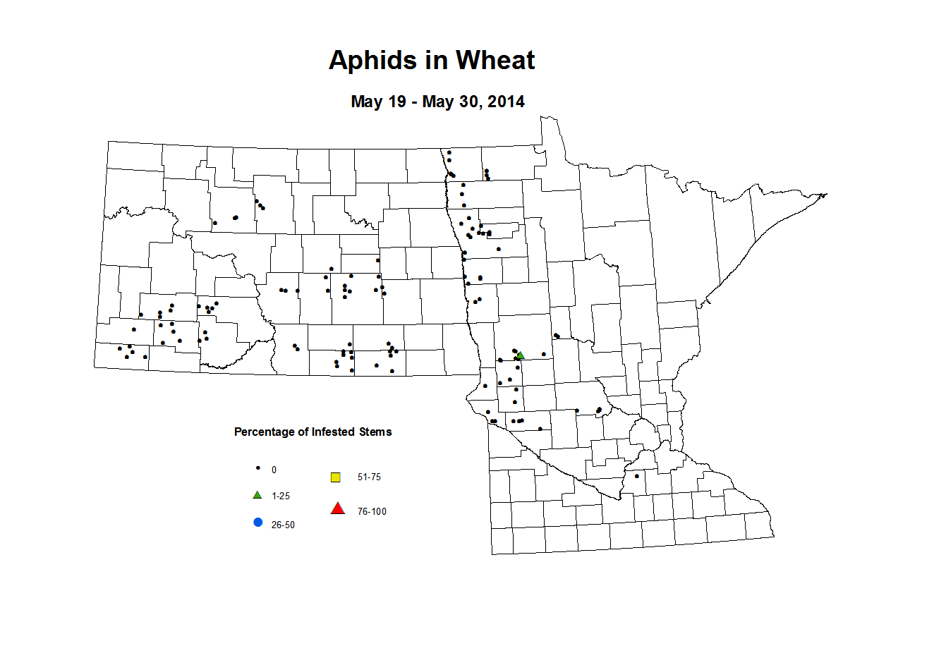 5 19 5 30 Wheat Aphid Tillers