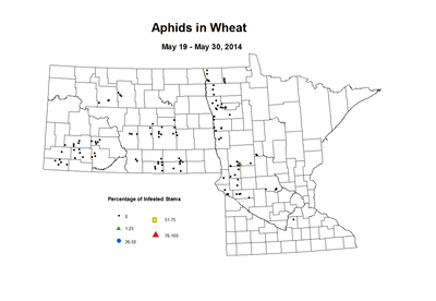 5 19 5 30 Wheat Aphid Tillers