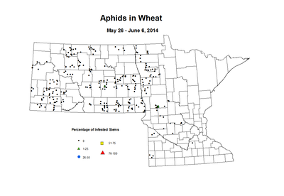 5 26 6 6 Wheat Aphid Tillers