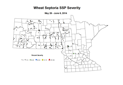 5 26 6 6 Wheat SSP Sev