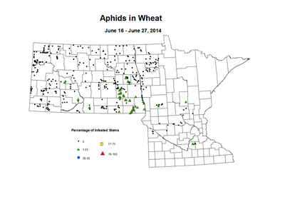 6 16 6 27 Wheat Aphid Tillers