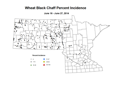 6 16 6 27 Wheat BCP Inc